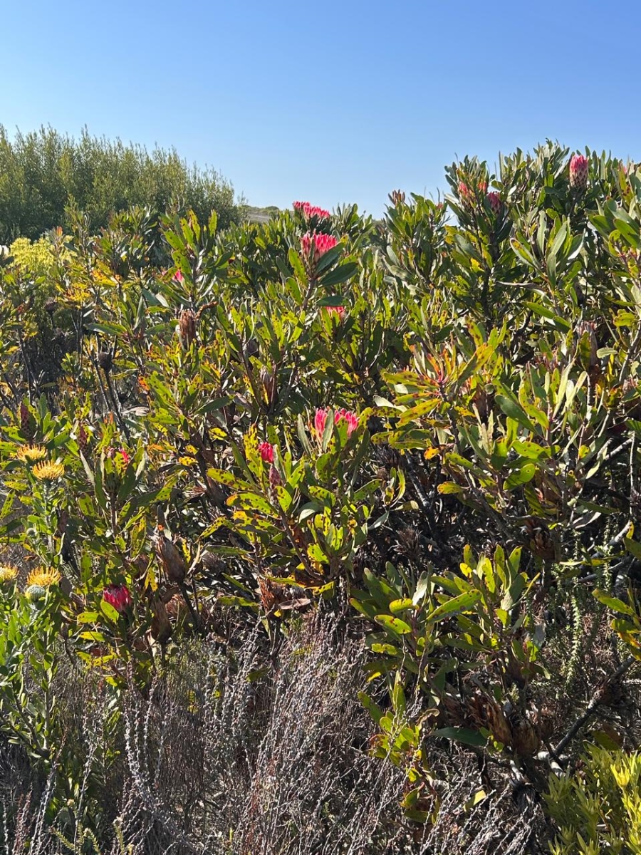  Bedroom Property for Sale in Riversdale Rural Western Cape